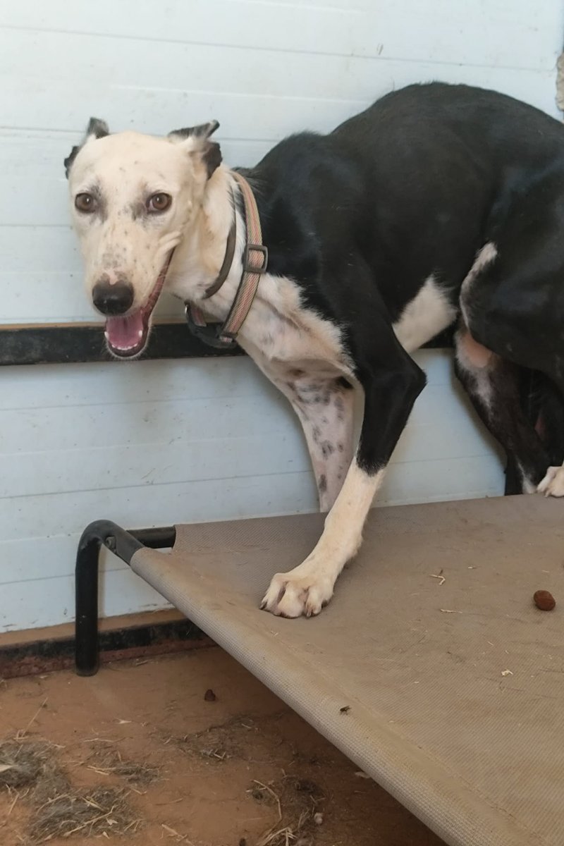 gemmapridmore's tweet photo. Thousands of hunting dogs in Spain face unimaginable cruelty every day. The Spanish law allows this to happen unpunished. Disgusting.

@pbustinduy @AnimalesGob #NiUnPerroFuera https://t.co/xlAmqumyHx