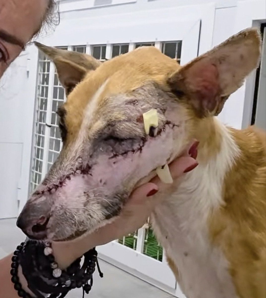 gemmapridmore's tweet photo. Musica was shot in the face by her hunter. How she survived is a miracle. There is no consequence for this behaviour in Spain. The Spanish government turn a blind eye. This should not be allowed to happen. 

@pbustinduy @AnimalesGob #NiUnPerroFuera https://t.co/HKgQtl2oBZ