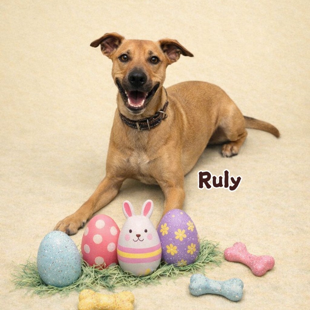 Son los últimos de su camada siguen esperando un hogar lleno de cariño y responsabilidad. Han crecido juntos, y juntos siguen buscando una 🏡que los ame tanto como se merecen! Con su protocolo de salud completo, solo necesitan el abrazo de su nueva familia. adoptas? DM #Tampico