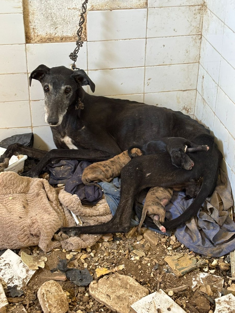AnimaAnimalSJD's tweet photo. NO SON PERROS DE PRODUCCIÓN
SON ANIMALES MALTRATADOS!
y seguiréis siendo culpables por permitirlo 
Es que no tenéis principios éticos? 
Cómo vamos a  confiar en partidos que permiten esto?
@pbustinduy  @AnimalesGob
@gobmapa @JoserraBecerra @MSocialGob
#NiUnPerroFuera https://t.co/FbqFHXbxQL