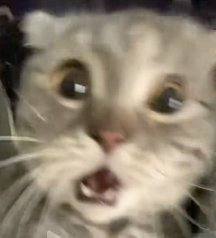 딸기 (@ttalkiseok) on Twitter photo 