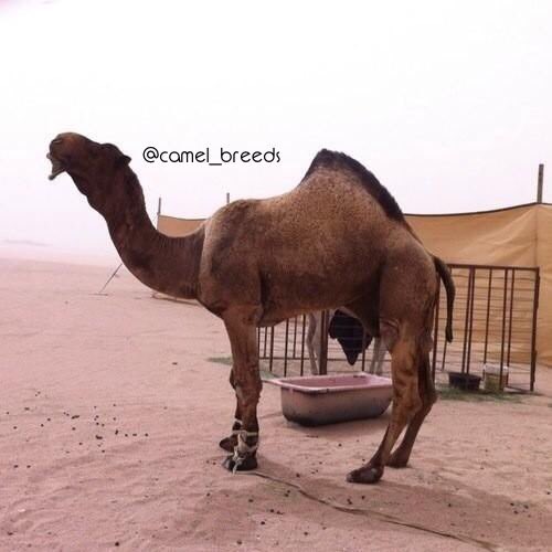 النايف ☜🐪 tweet media