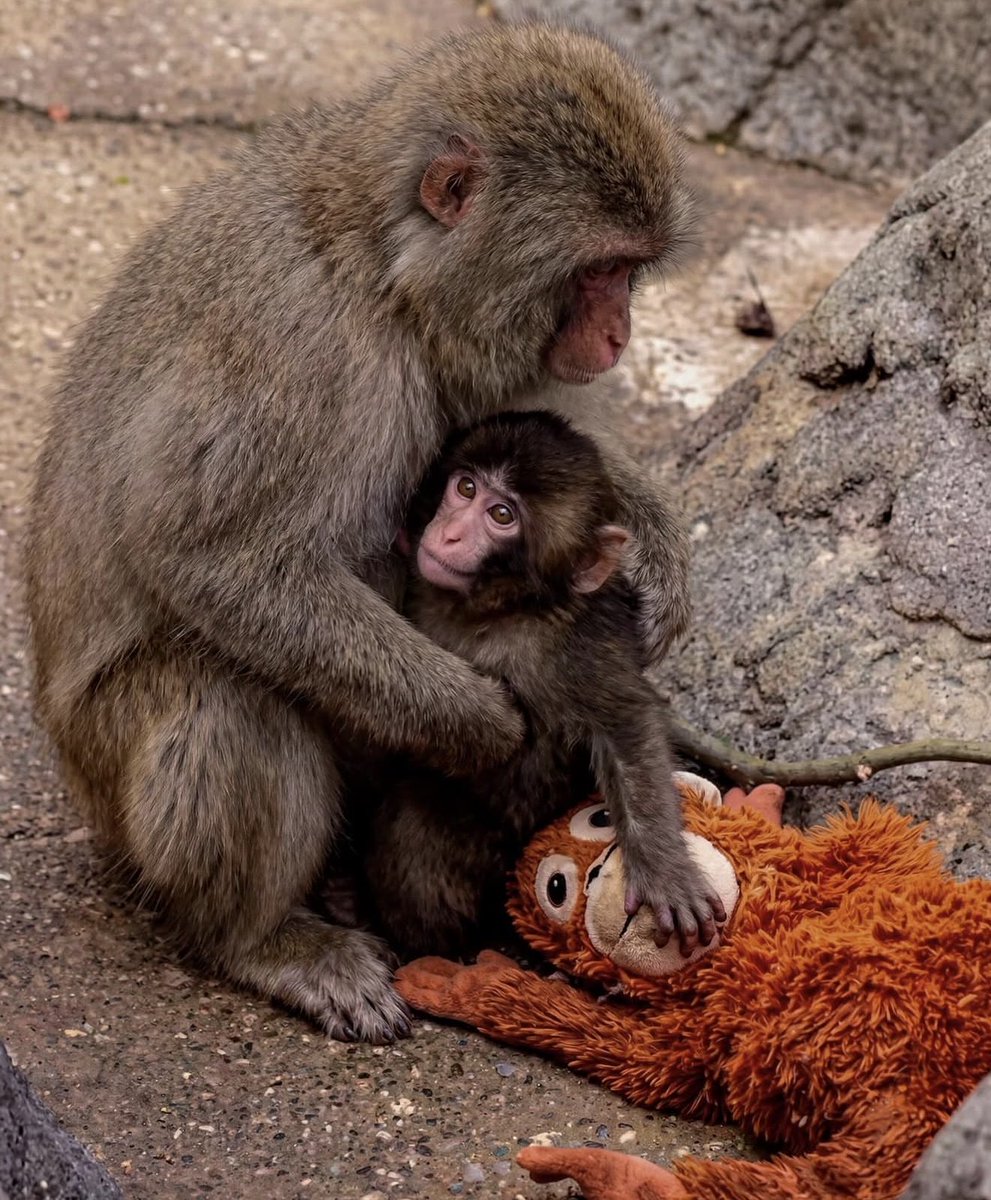 Polymarket tweet media