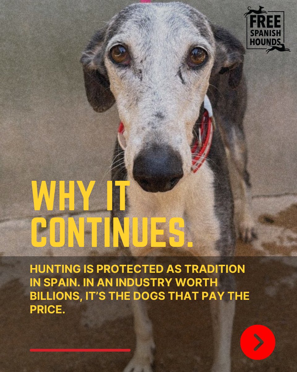 gemmapridmore's tweet photo. A cruel tradition - the Spanish government do nothing. Dogs suffer every day. 

@pbustinduy @AnimalesGob #NiUnPerroFuera https://t.co/6G7pXfLLGy