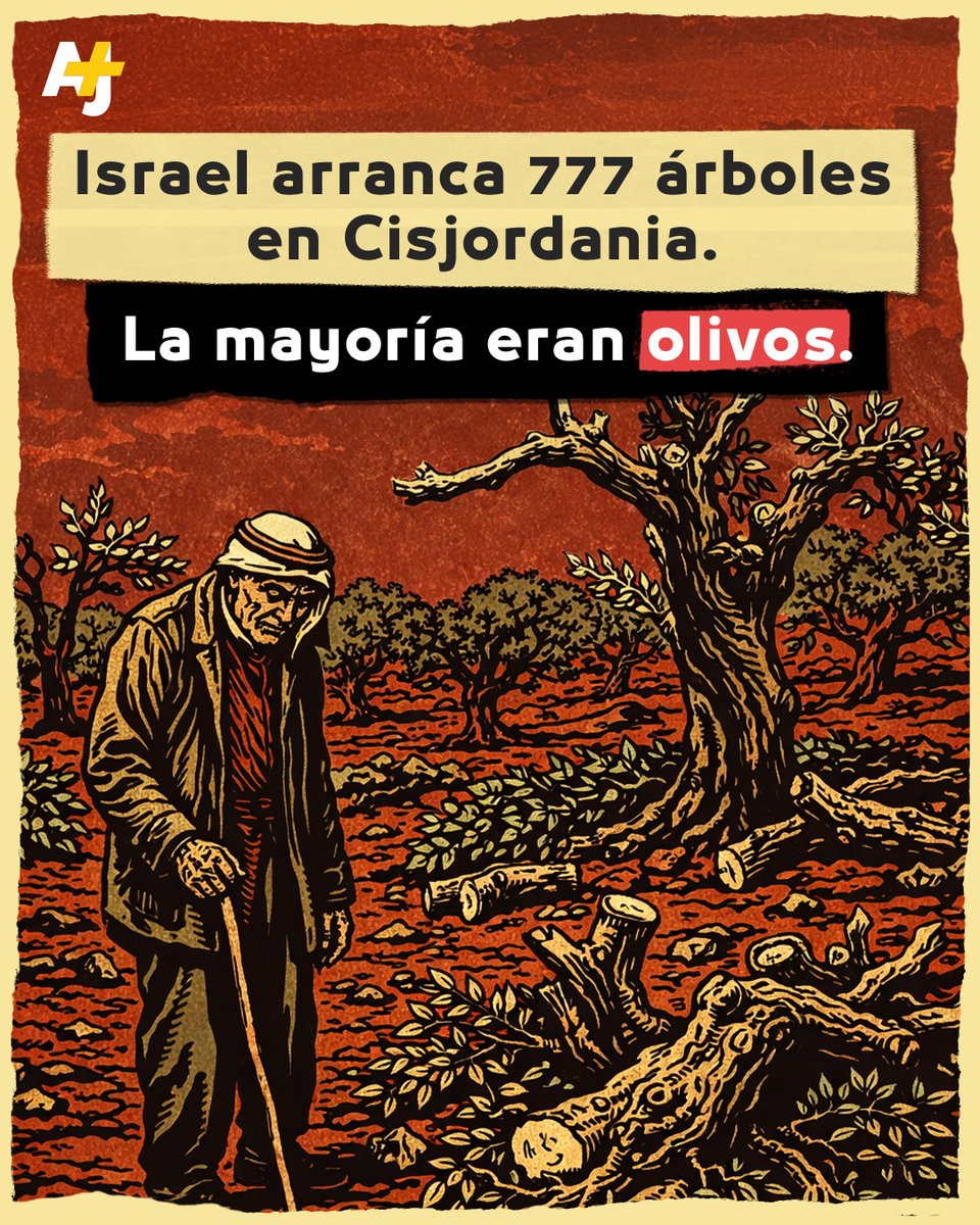 ajplusespanol's tweet photo. El ecocidio cometido por Israel en Palestina no es accidental; es una estrategia de borrado cultural. https://t.co/NnIHNDlb7p