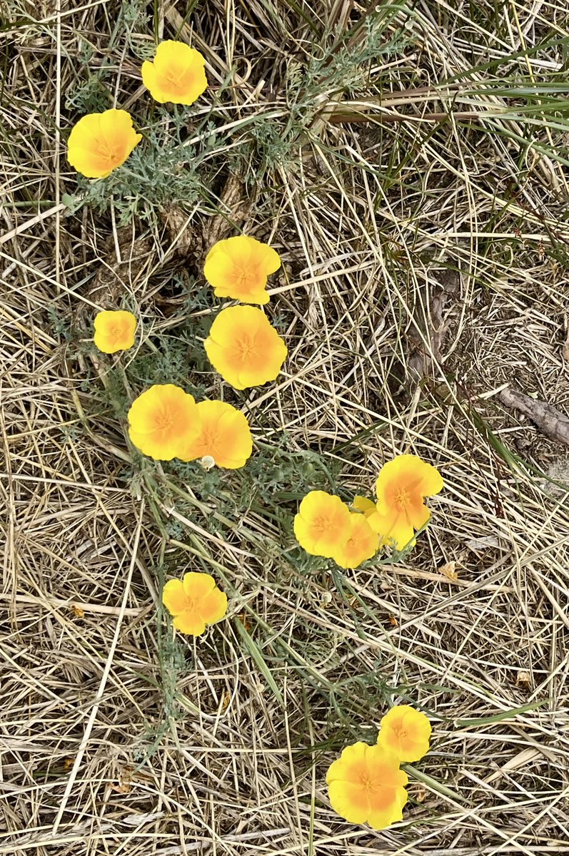 Karins1968's tweet photo. @ChrRoland π¨πΏ #KleurInDeNatuur ππΈ #dag22 #Goudgeel rgb 230,195,045 #ColorInNature #day22 #GoldenYellow Een warme geel vandaag na al het oranje van de afgelopen dagen. https://t.co/tepxLvYOX2