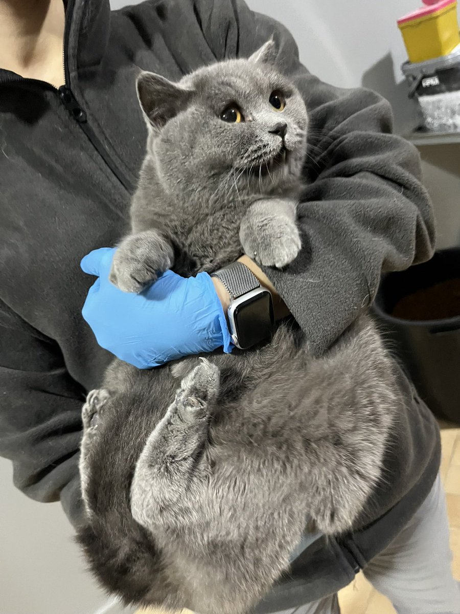 Minnoş 2 yaşında dişi/kısırlaştırıldı
Sahibi  balkonda bakıyordu. Kurtardık kısırlaştırdık ama henüz güvenilir bir yuva bulamadık. İletişimde kalacağımız ömürlük yuvasını arıyoruz.  
İstanbul/Bakırköy