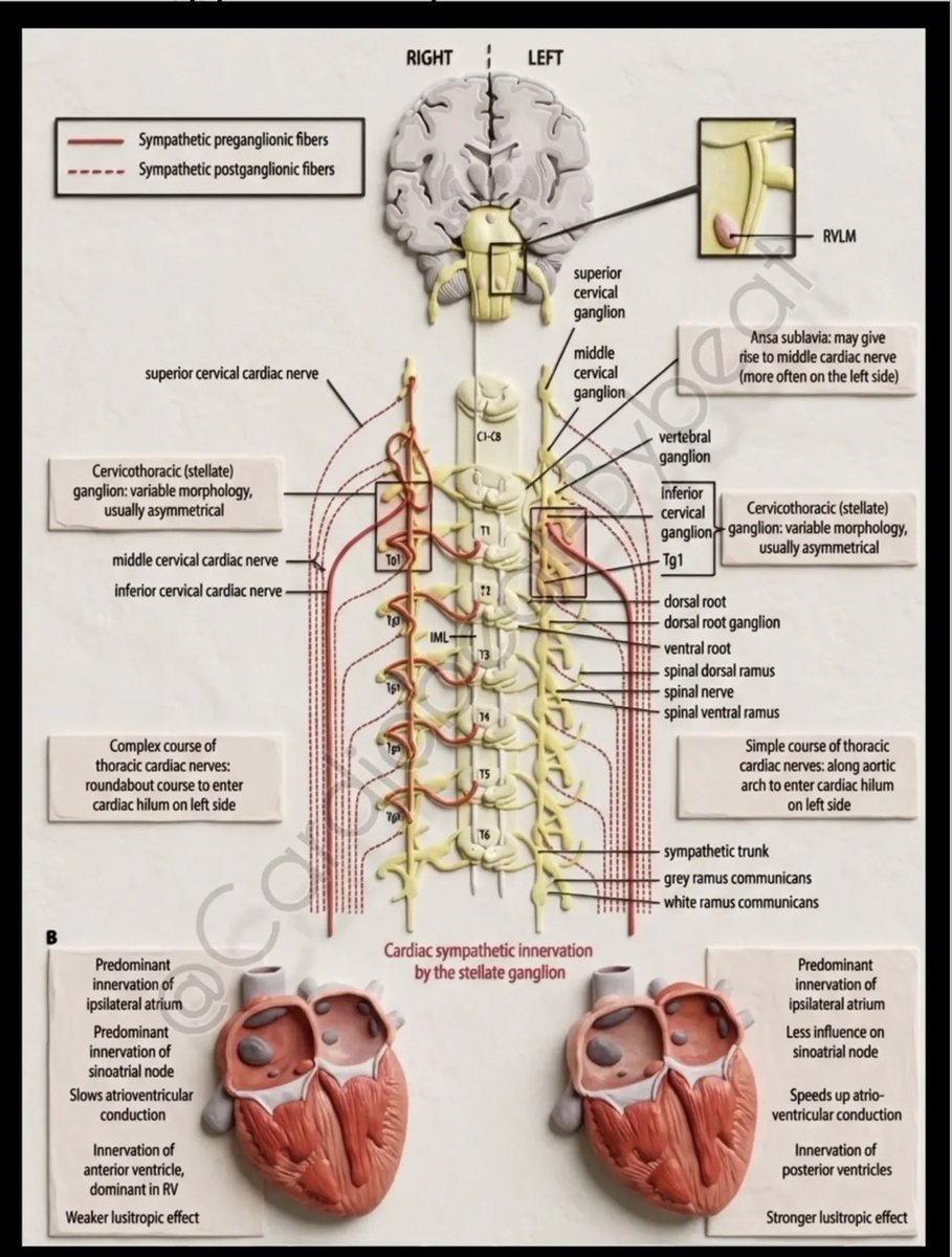 OGdukeneurosurg's tweet photo. Simple question… when someone gets a heart transplant how are these neural connections restored? https://t.co/vnQEGJ4dvx