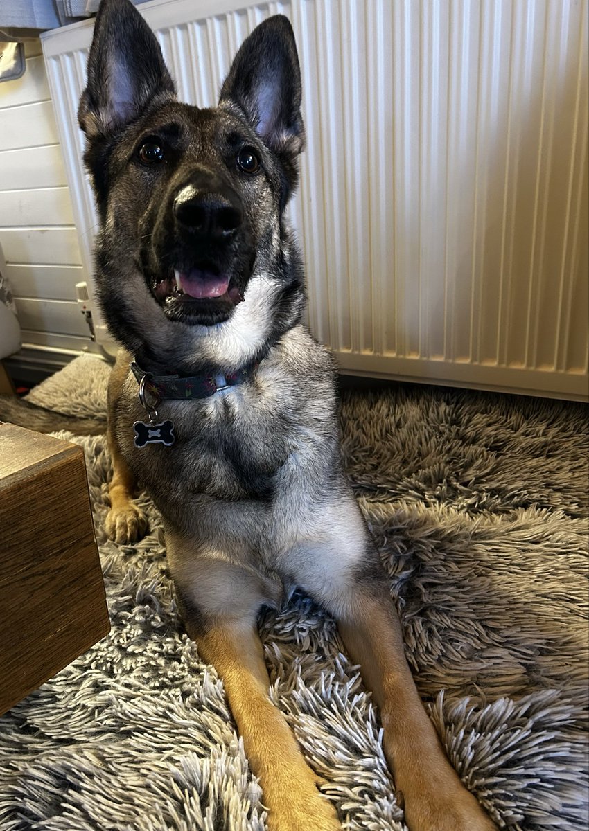 GSD Vine tweet media