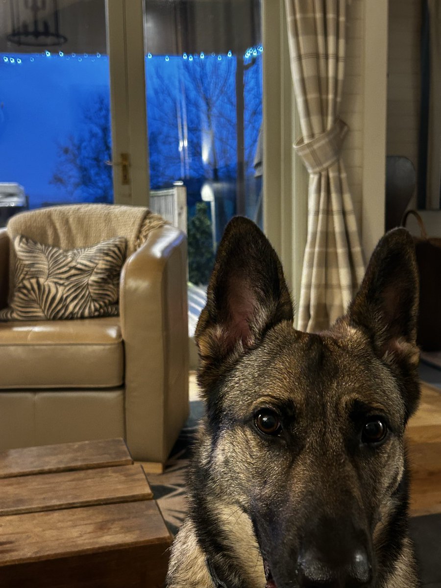 GSD Vine tweet media