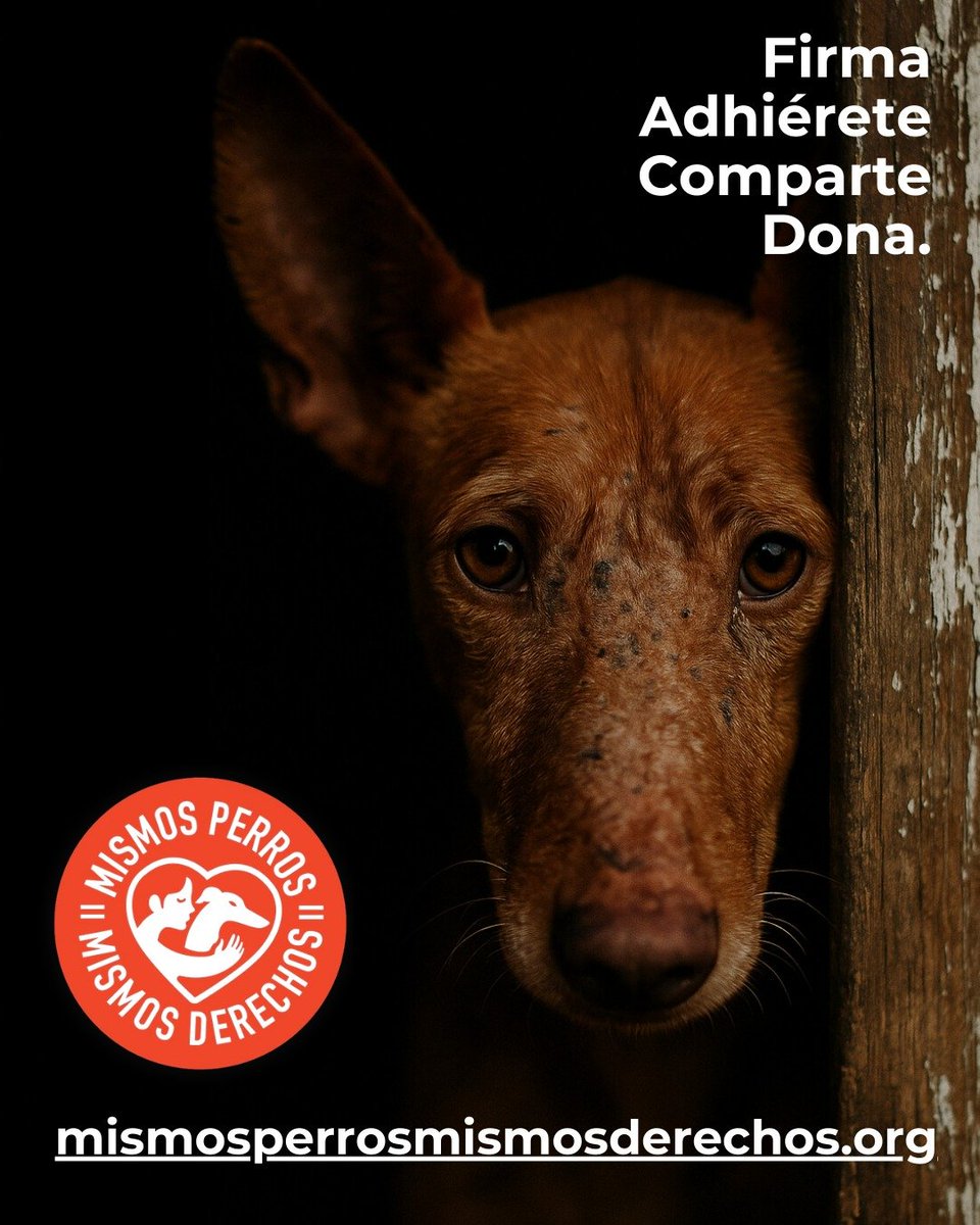 PerreraDe's tweet photo. EXIGIMOS QUE TODOS PERROS SE INCLUYAN EN EL RD DE NUCLEOS ZOOLOGICOS DE ANIMALES.
@pbustinduy @AnimalesGob @JoserraBecerra @MSocialGob
#NiUnPerroFuera https://t.co/RG94i2WorB