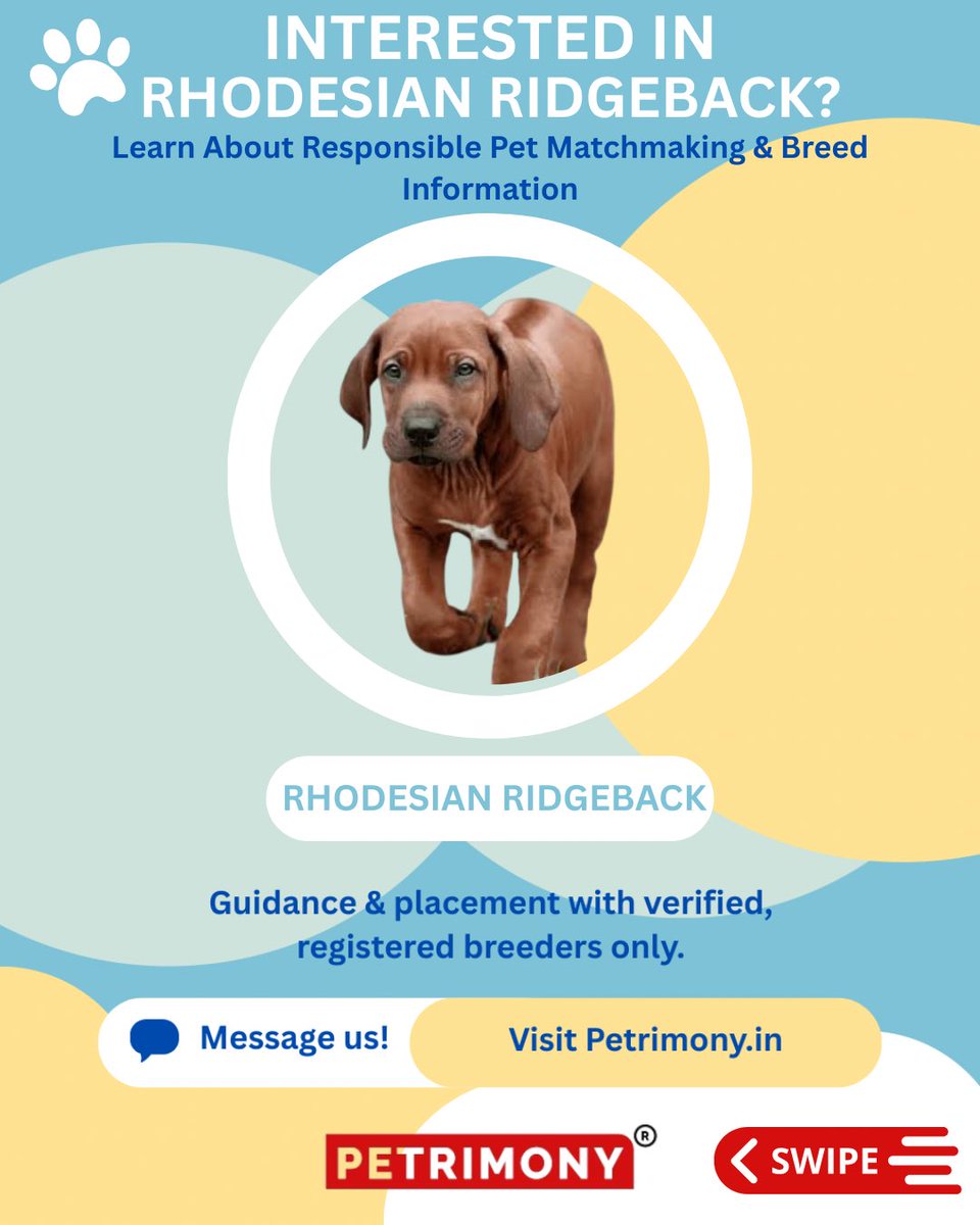 petrimony's tweet photo. Day 54 - 365 Days 365 Pets.

Born to face lions. Chosen to love you. 🐾

The Rhodesian Ridgeback isn’t just powerful — it’s deeply loyal, calm, and devoted for life. Not for everyone. But perfect for the right family.

Find your true companion on @petrimony https://t.co/I8fu1otXuz