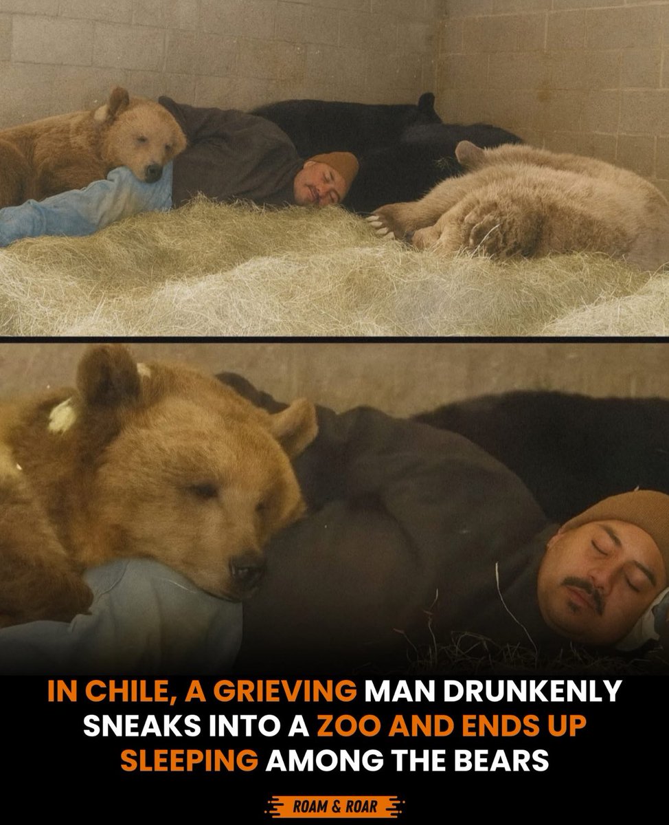 even men choose the bear😭