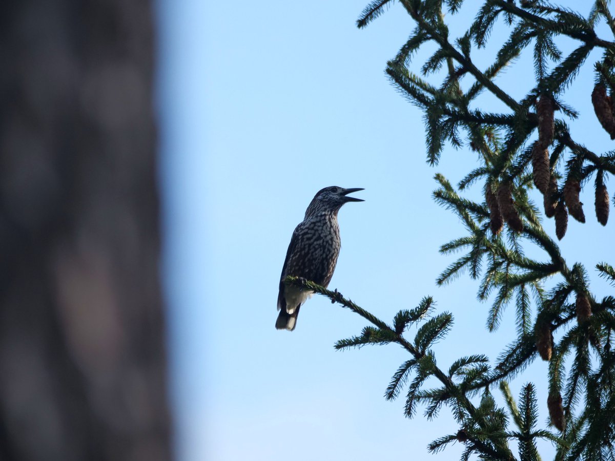 Oliwier Myka tweet media