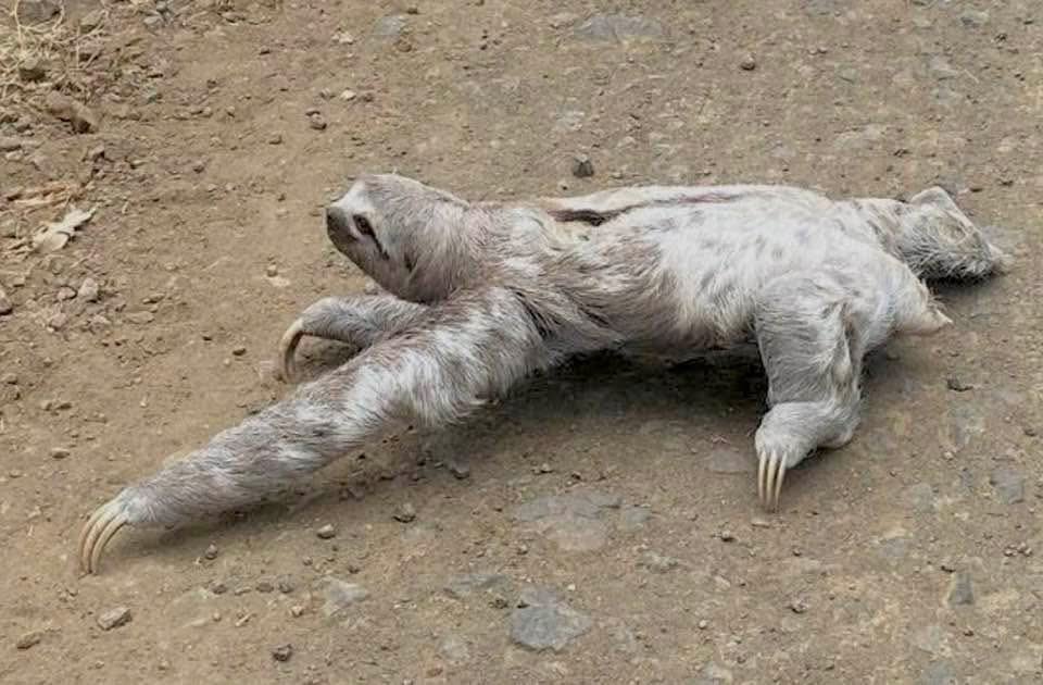 El Guarromántico tweet media