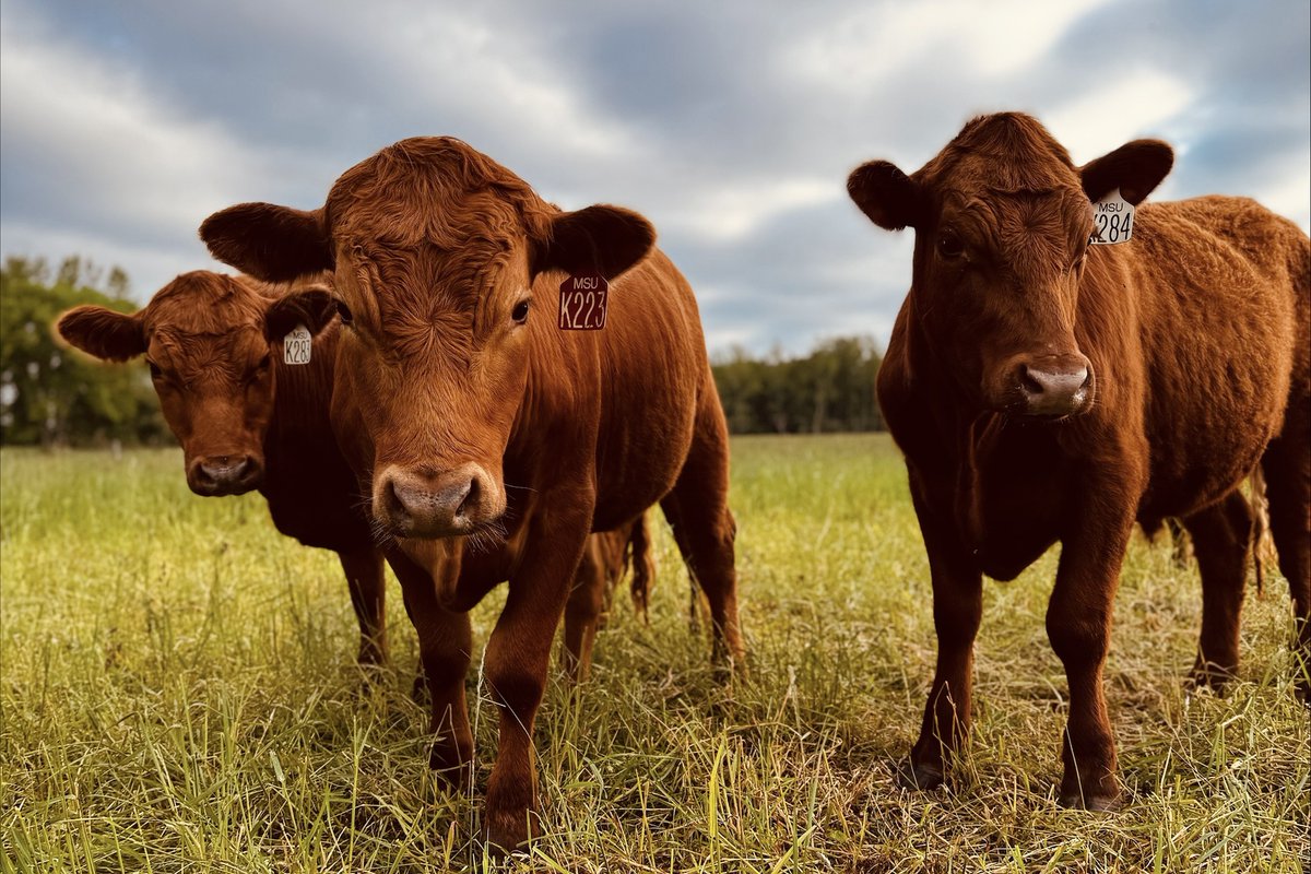 MSU AgBioResearch tweet media