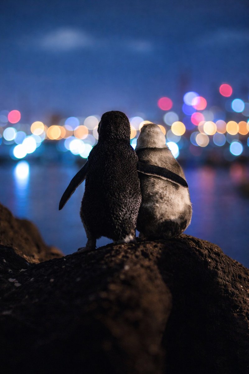 AlteredHiz's tweet image. Fairy penguins are an incredibly social species. This is a photo captured by a photographer in Melbourne. These two penguins sadly both lost their partners and each night stand and embrace flipper to flipper to comfort each other overlooking the lights of the Melbourne cbd.