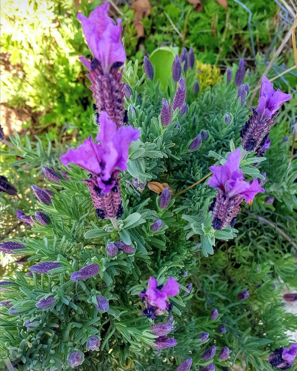 Maria Lea tweet media