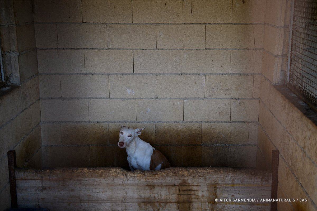 AnimaNaturalis tweet media