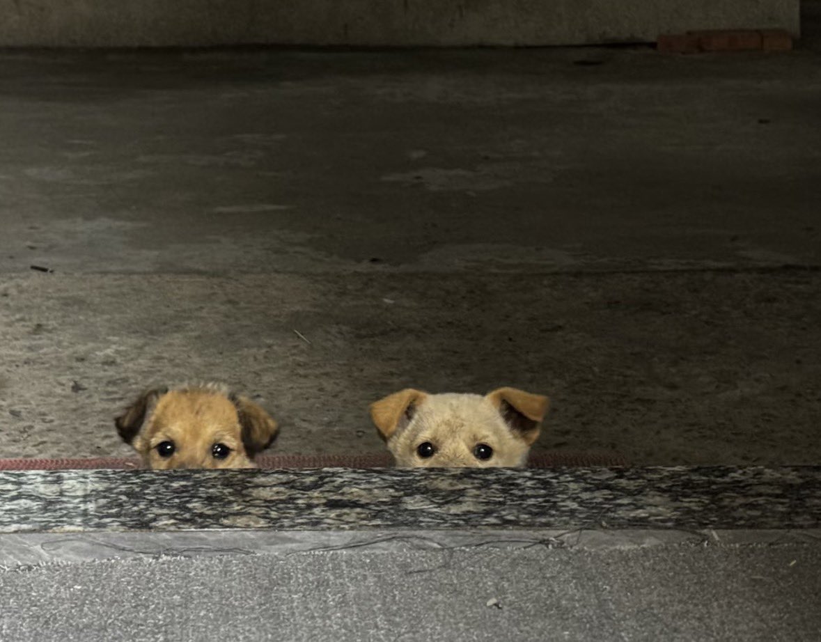 💖 (@twaniimals) on Twitter photo 