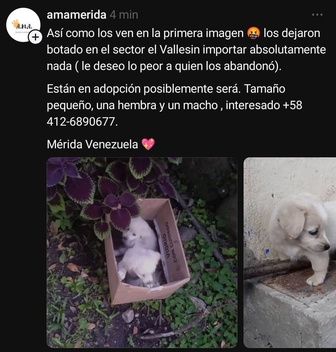 PerroUsuario Wof '•' tweet media