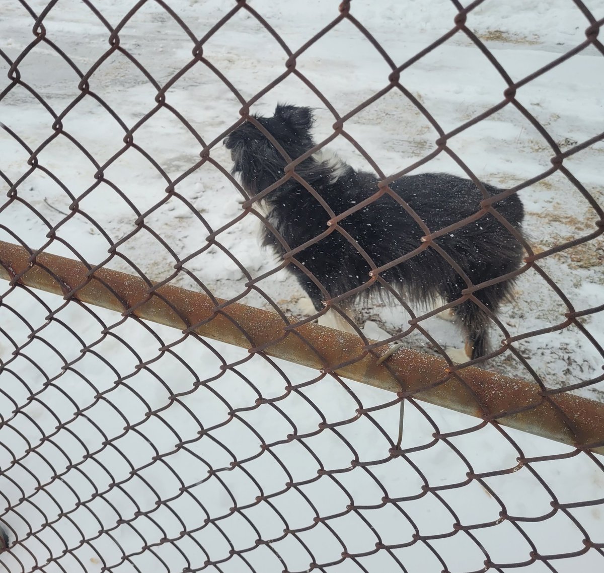 Wesson The Winter Moose tweet media