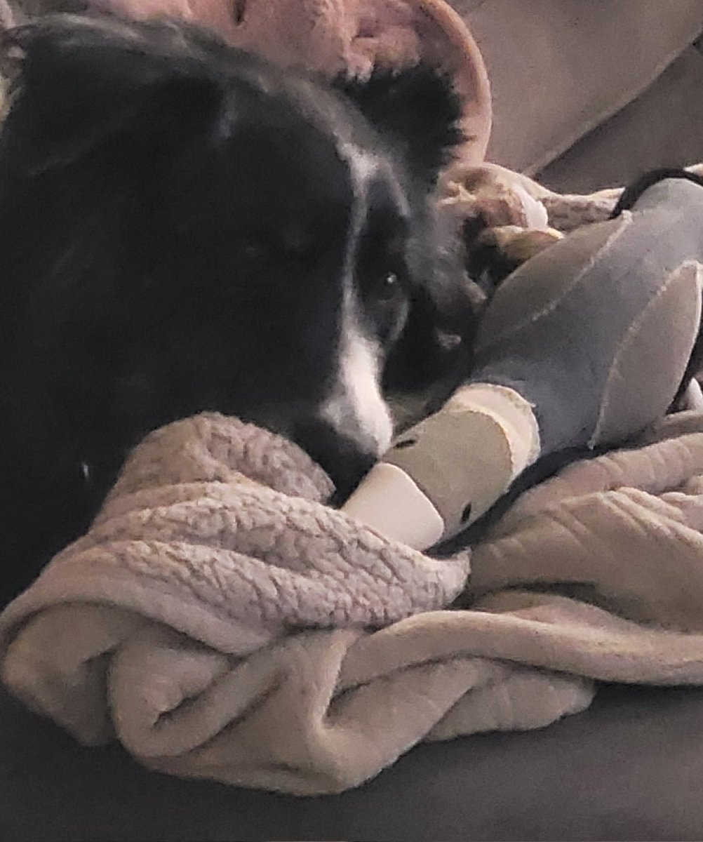 Wesson The Winter Moose tweet media