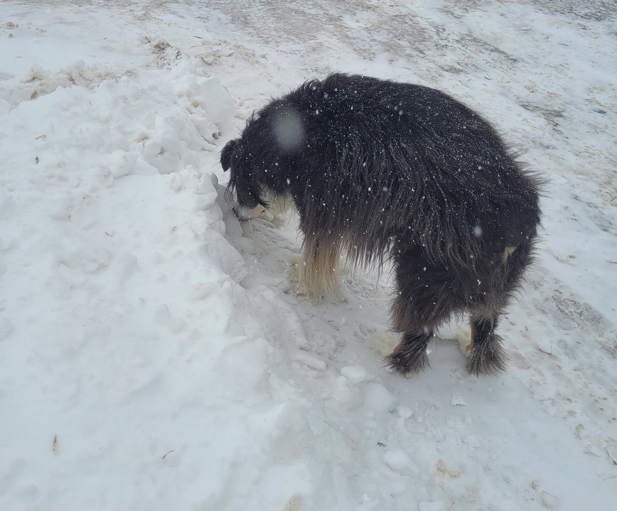 Wesson The Winter Moose tweet media