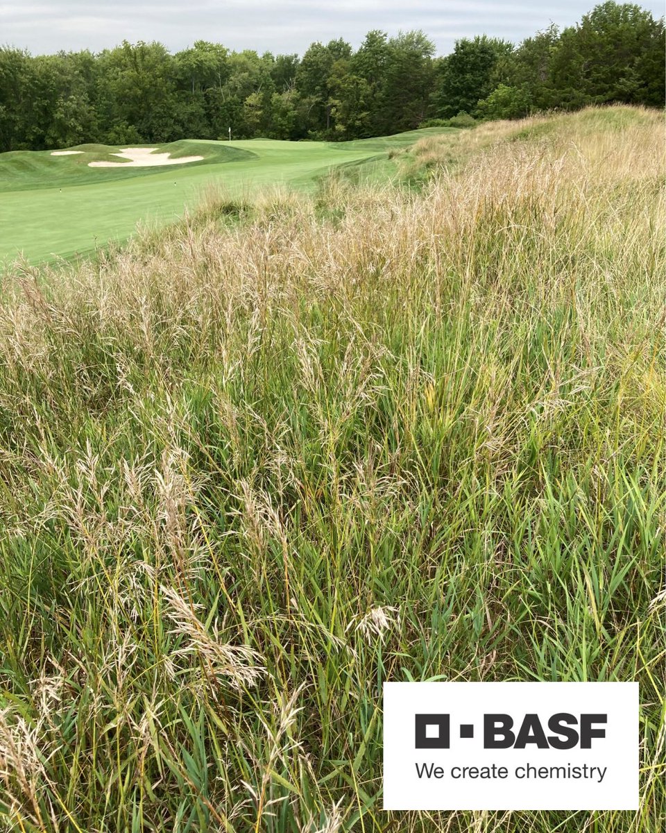 HarrellsLLC's tweet photo. While native areas on golf courses may be out-of-the-way and maintenance is reduced, a dedicated weed control program is still paramount.
This article is a joint effort by Harrell's and @BASFTurf_us, and is co-authored by Harrell's Director of Agronomy, Dr. Paul Giordano, and BASF Senior Technical Specialist IV, Kyle Miller.

Read more: https://t.co/gbGQC2IR7u