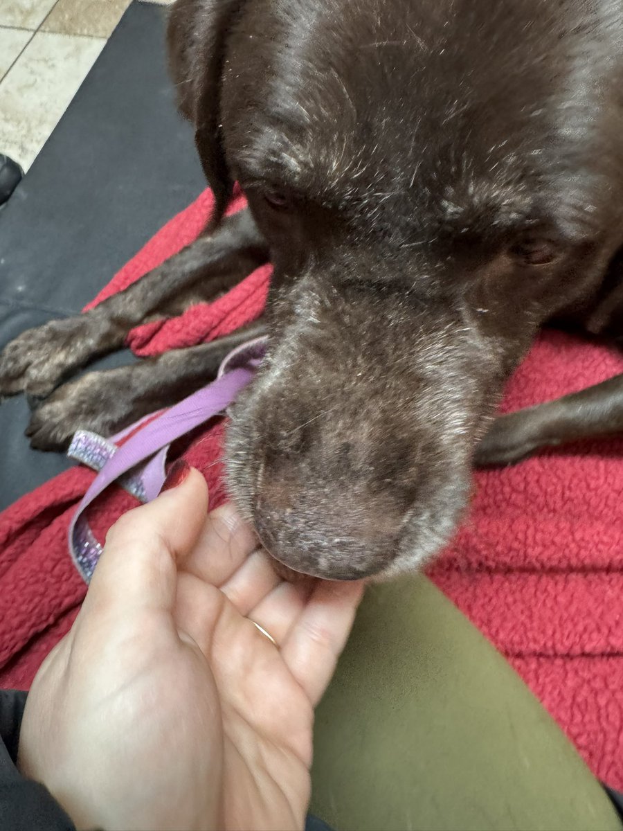 mochaladocha's tweet image. Mocha’s mom here. Mocha crossed the rainbow bridge this afternoon. The cancer and the arthritis were just too much for her. In true Mocha fashion she perked up for a 6 piece chicken McNugget, a peanut butter stuffed pretzel and a mini Reese’s pb cup. 3-16-12 to 2-23-26 #zshq