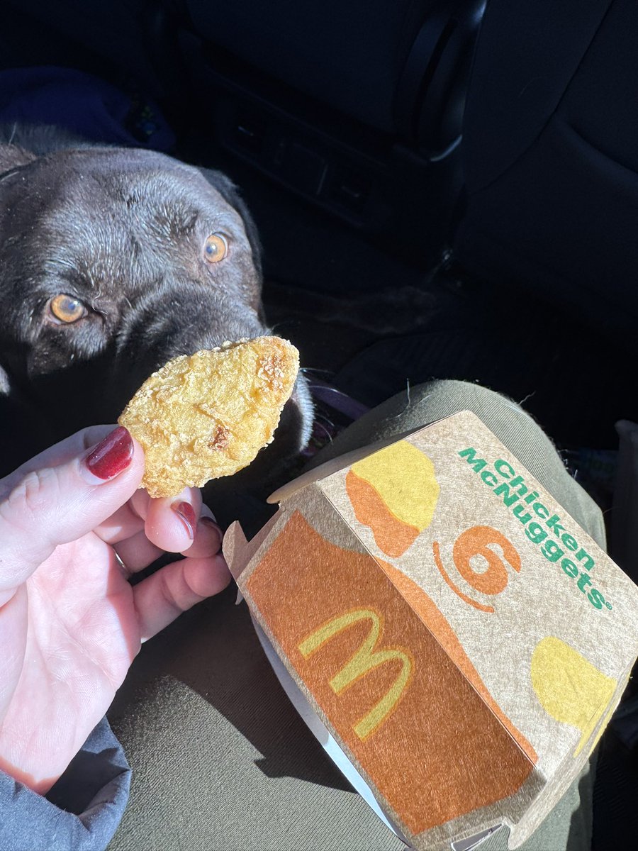 mochaladocha's tweet image. Mocha’s mom here. Mocha crossed the rainbow bridge this afternoon. The cancer and the arthritis were just too much for her. In true Mocha fashion she perked up for a 6 piece chicken McNugget, a peanut butter stuffed pretzel and a mini Reese’s pb cup. 3-16-12 to 2-23-26 #zshq