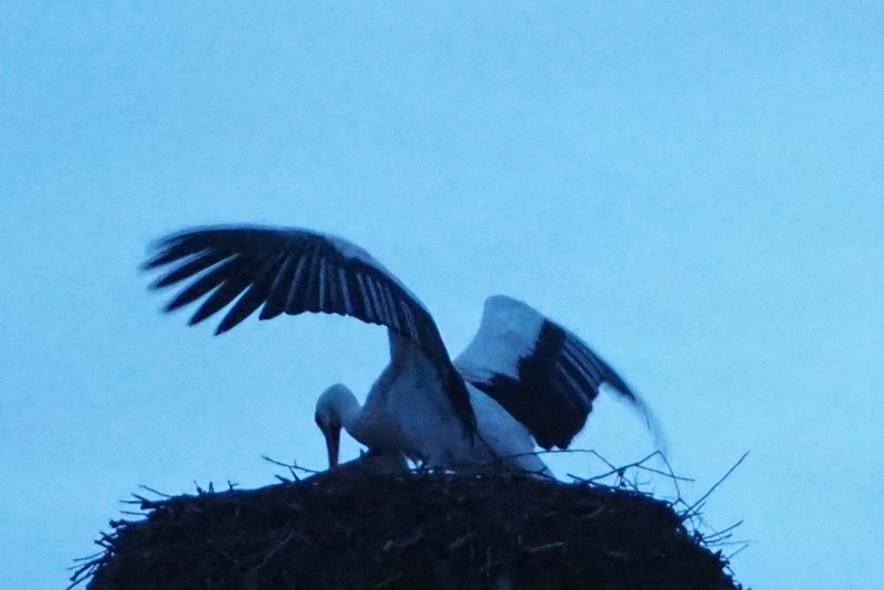 Der neue Storch, der am Samstag angekommen war, wurde am Sonntag als neuen Partner von der Störchin angenommen. Aber, o doch, der alte Storch ist heute endlich zurückgekehrt und hat offenbar den Verehrer vertrieben. Gegen 18:15 ist die Störchin wieder zurück, und sofort Paarung!