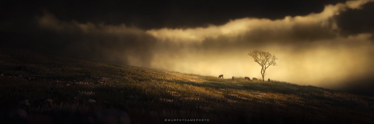 MurphyVP tweet media