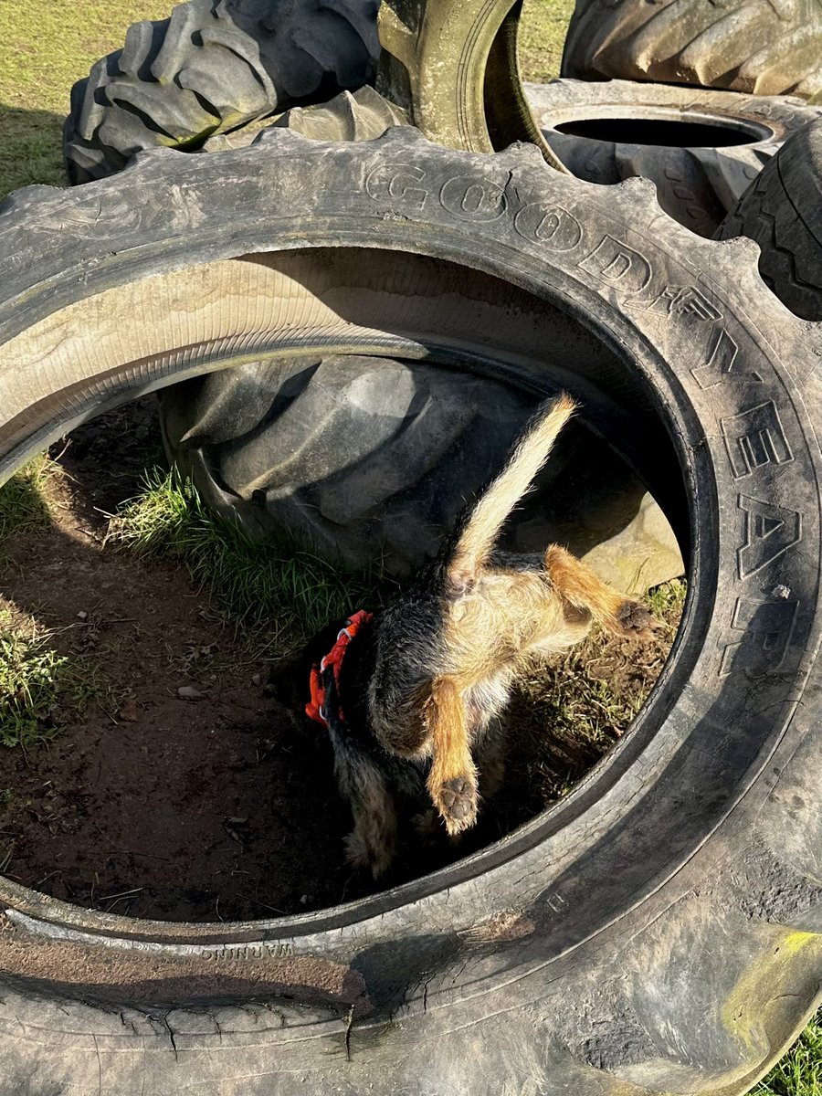 FFS Stanley & Miss Margo tweet media