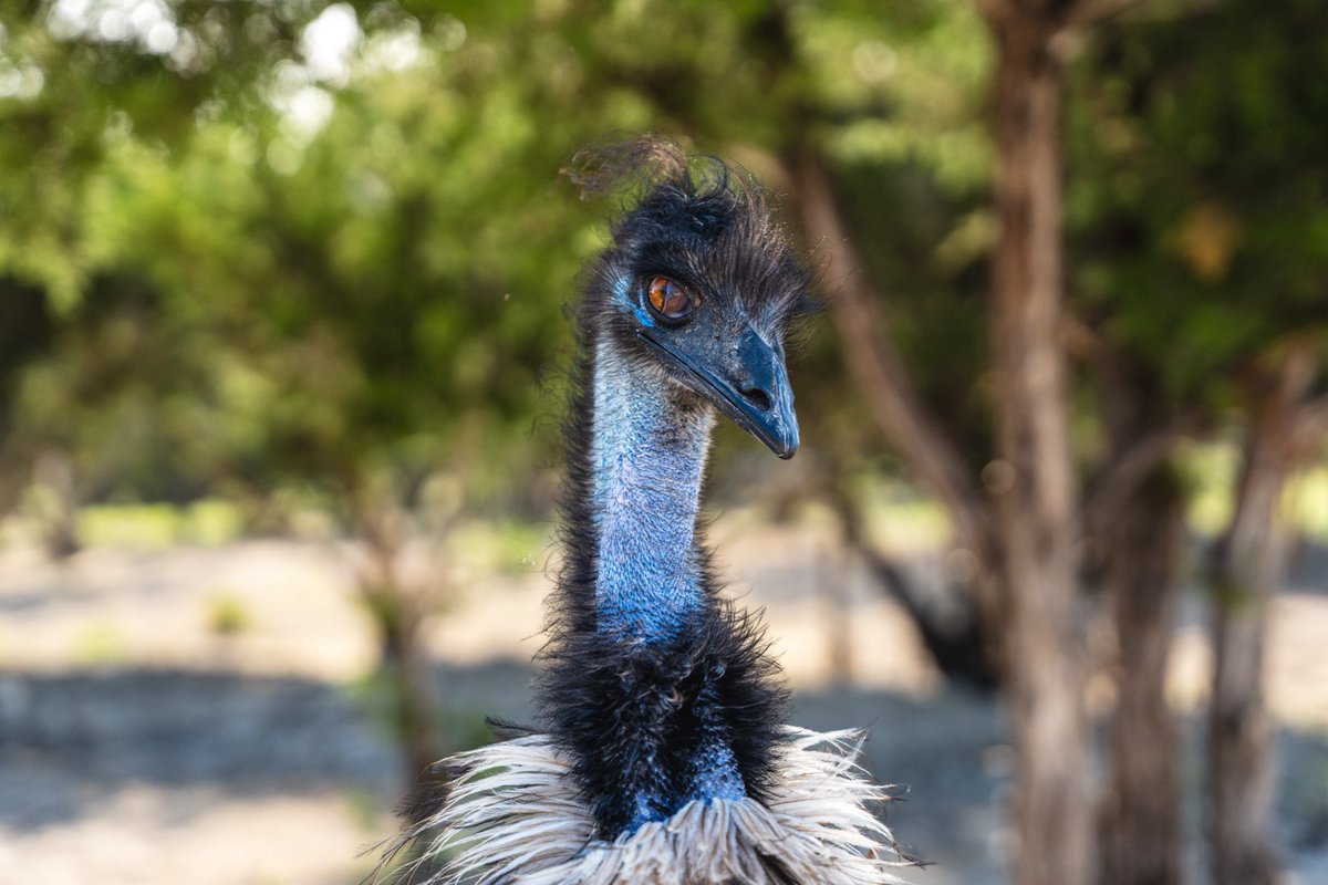 Alveus Sanctuary tweet media