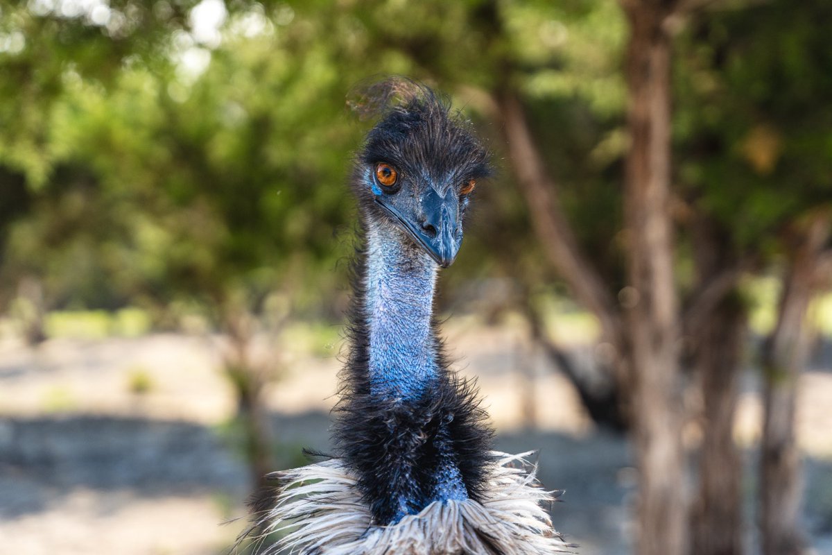 Alveus Sanctuary tweet media