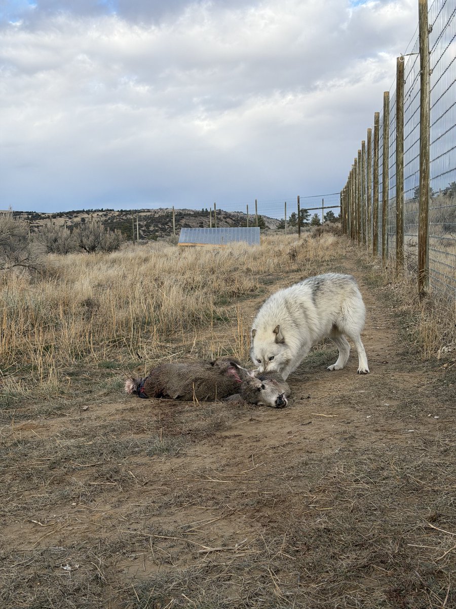 Wolf Haven International tweet media