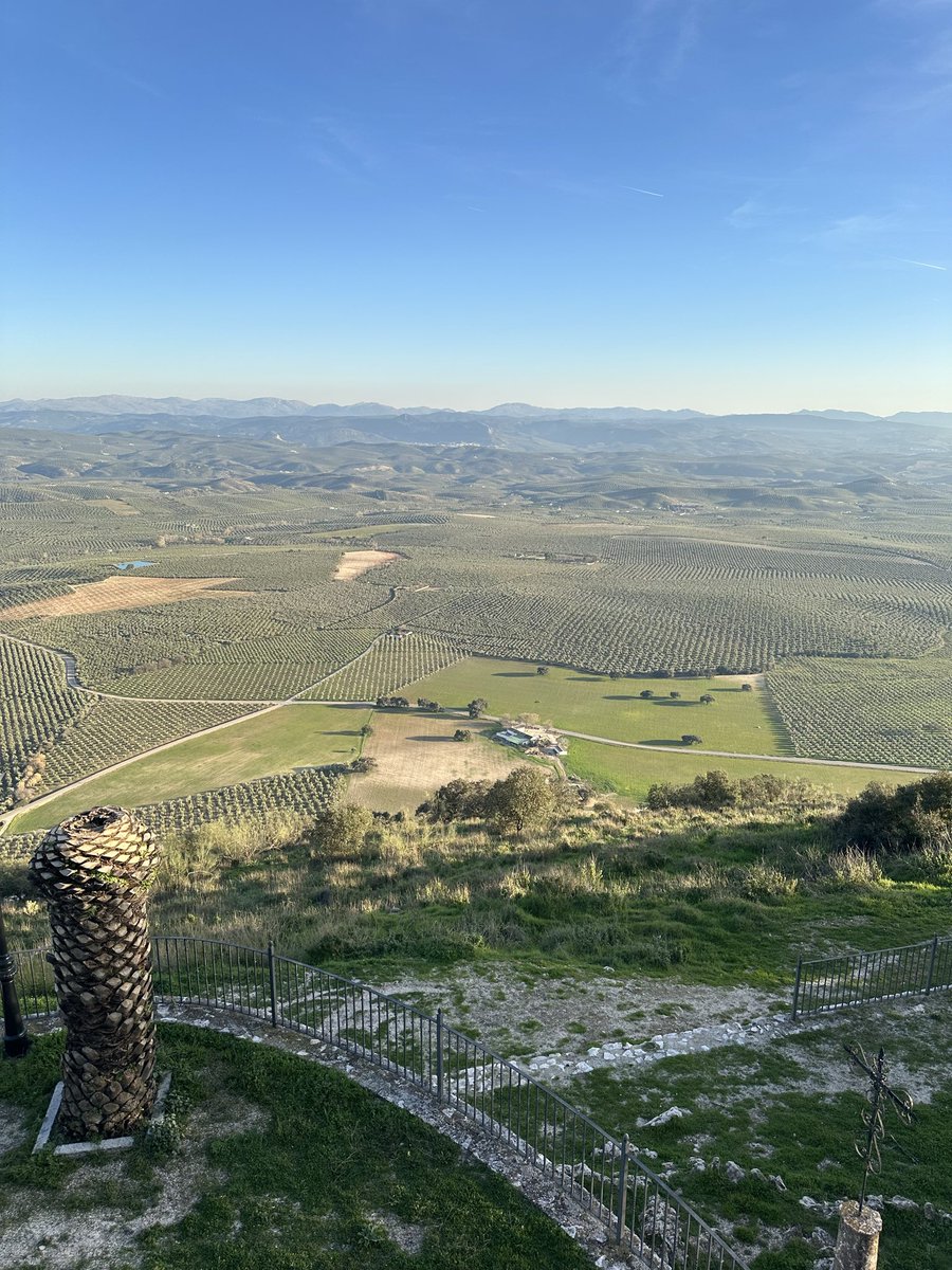 csGIAT's tweet photo. ¿Turismo o viaje en el tiempo? Estos olivos del sur han visto pasar imperios y generaciones. En el sector turístico el verdadero lujo es el silencio de un árbol milenario. Una lección de paciencia y resiliencia en cada gota de aceite. 

#Oleoturismo #Espana #TurismoRural https://t.co/by5fL2uAXR