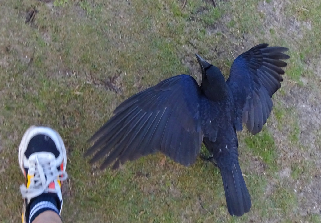 Flint T W I T T E R Crow tweet media