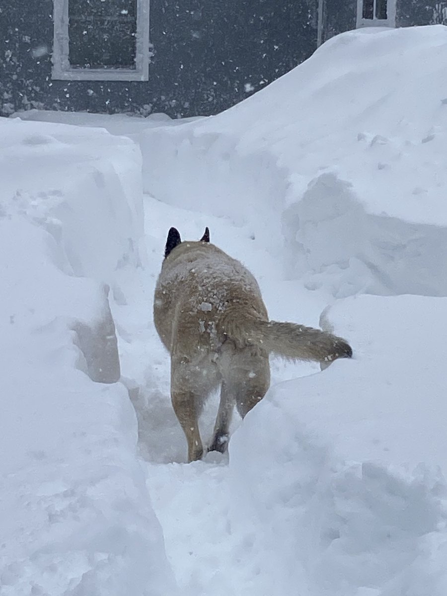 Dalton3252016's tweet photo. Just dug the chicken coop out, fed, watered, cleaned…of course Dalton helped, as in gotta sneak that nibble of chicken 💩 🙄😂😂
#Blizzard #Blizzard2026 #WinterstormHernando https://t.co/wuEUzXVBZS