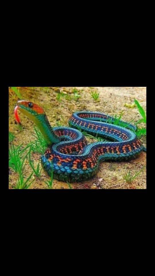 Breaking news !!!
SNAKE AWARENESS,.... just yesterday on Nat Geo Wild. it was announced that a very dangerous snake has just been discovered. Scientists claim that the snake is an enhance species of the reptile family. According to Nat Geo Wild, the snake increases 0.5cm in
