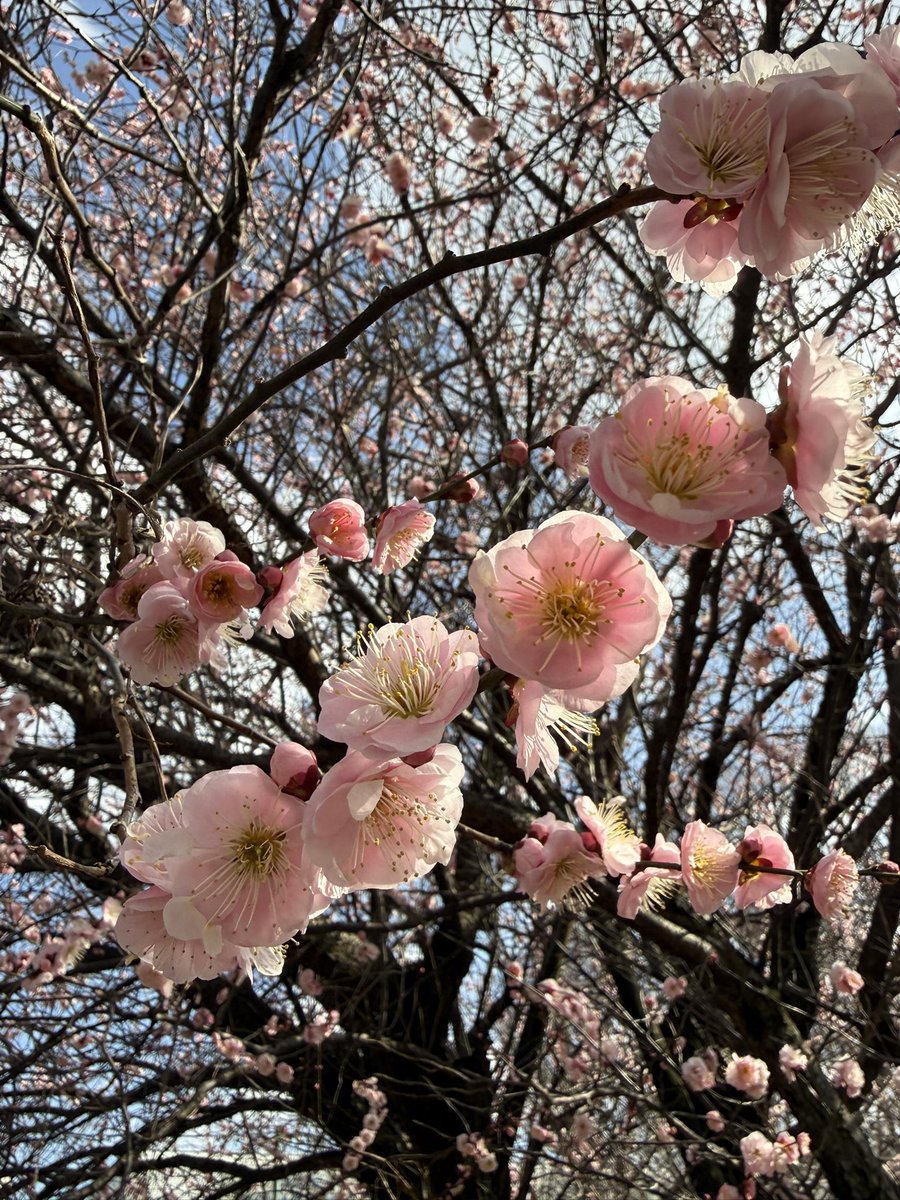 サト(satoosato) (@sato03271) / Posts / X