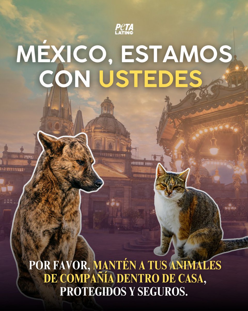 Desde PETA Latino enviamos fuerza y solidaridad a todas las personas y animales afectados. En momentos difíciles, los animales nos necesitan más que nunca.
Cuidarlos es un acto de amor y responsabilidad. 🇲🇽 🐾