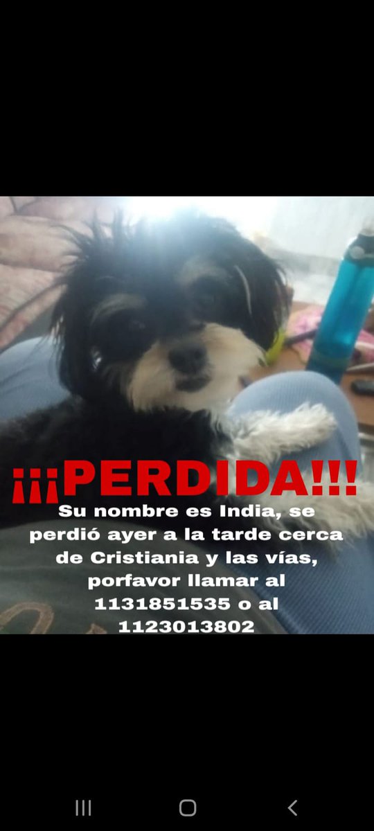 Necesito que ne ayuden es la perrita de mi vecino el almacenero la familia está  muy angustiada🙏🙏