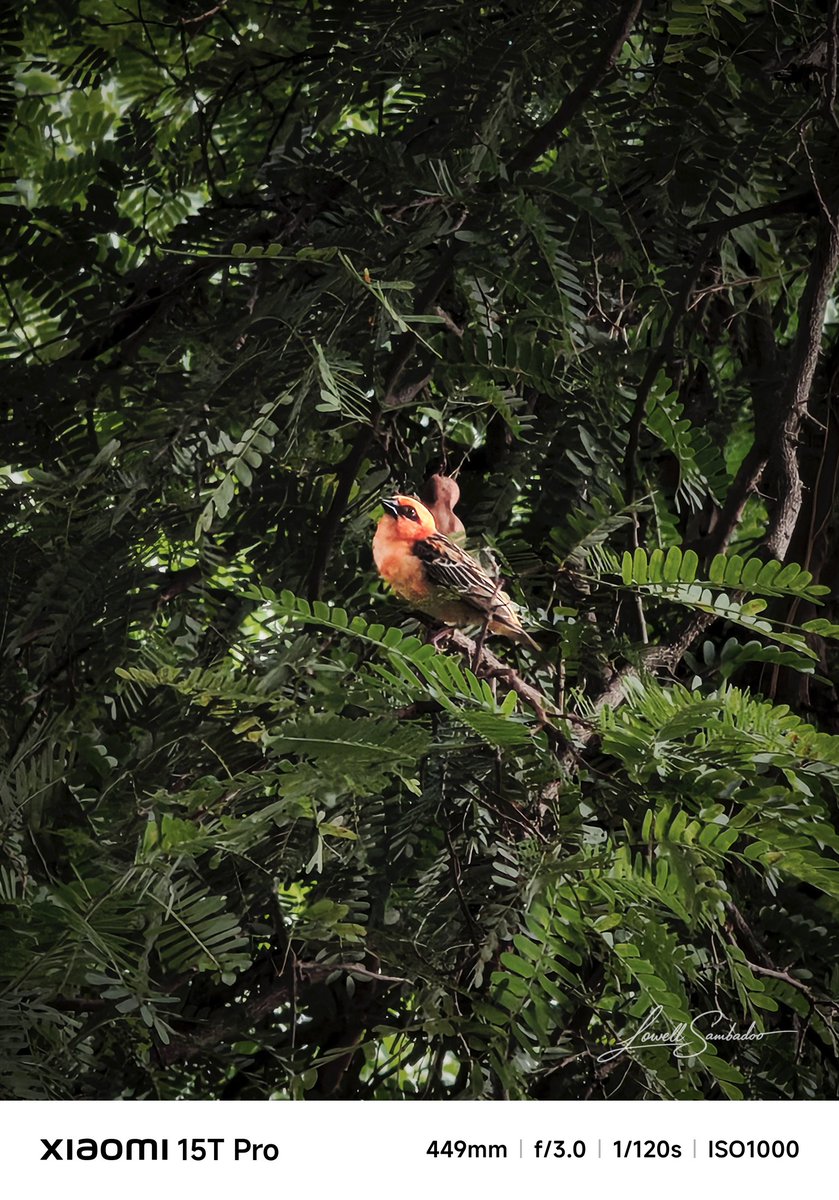 Jlowell3's tweet photo. Same place. Different energy by #Leica x #Xiaomi 15T Pro
#wildlifephotography
#birdphotography
#naturelovers
#forestvibes
#moodygrams
#earthfocus https://t.co/NbVWTIagMB