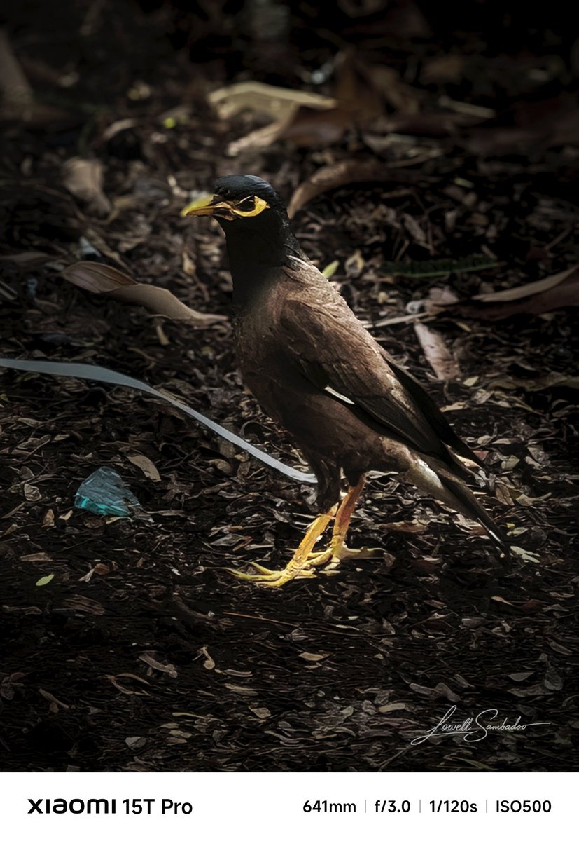 Jlowell3's tweet photo. Same place. Different energy by #Leica x #Xiaomi 15T Pro
#wildlifephotography
#birdphotography
#naturelovers
#forestvibes
#moodygrams
#earthfocus https://t.co/NbVWTIagMB
