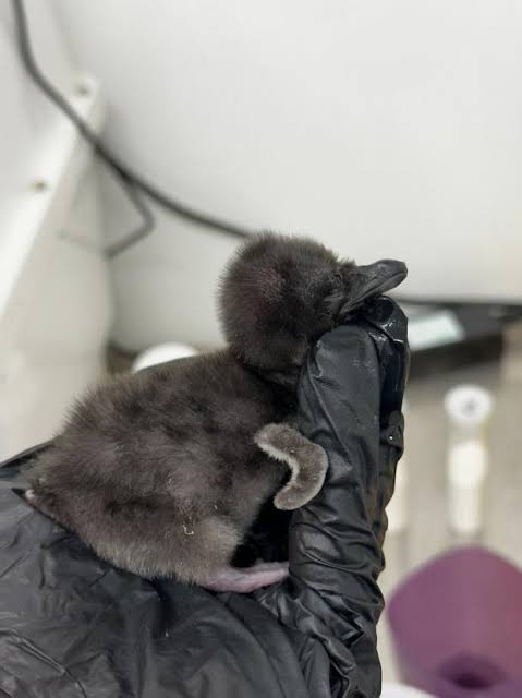 bigwavedave97's tweet image. Sus out $henry and his colony of chads, henry szn is about to begin 🔥🐧💯