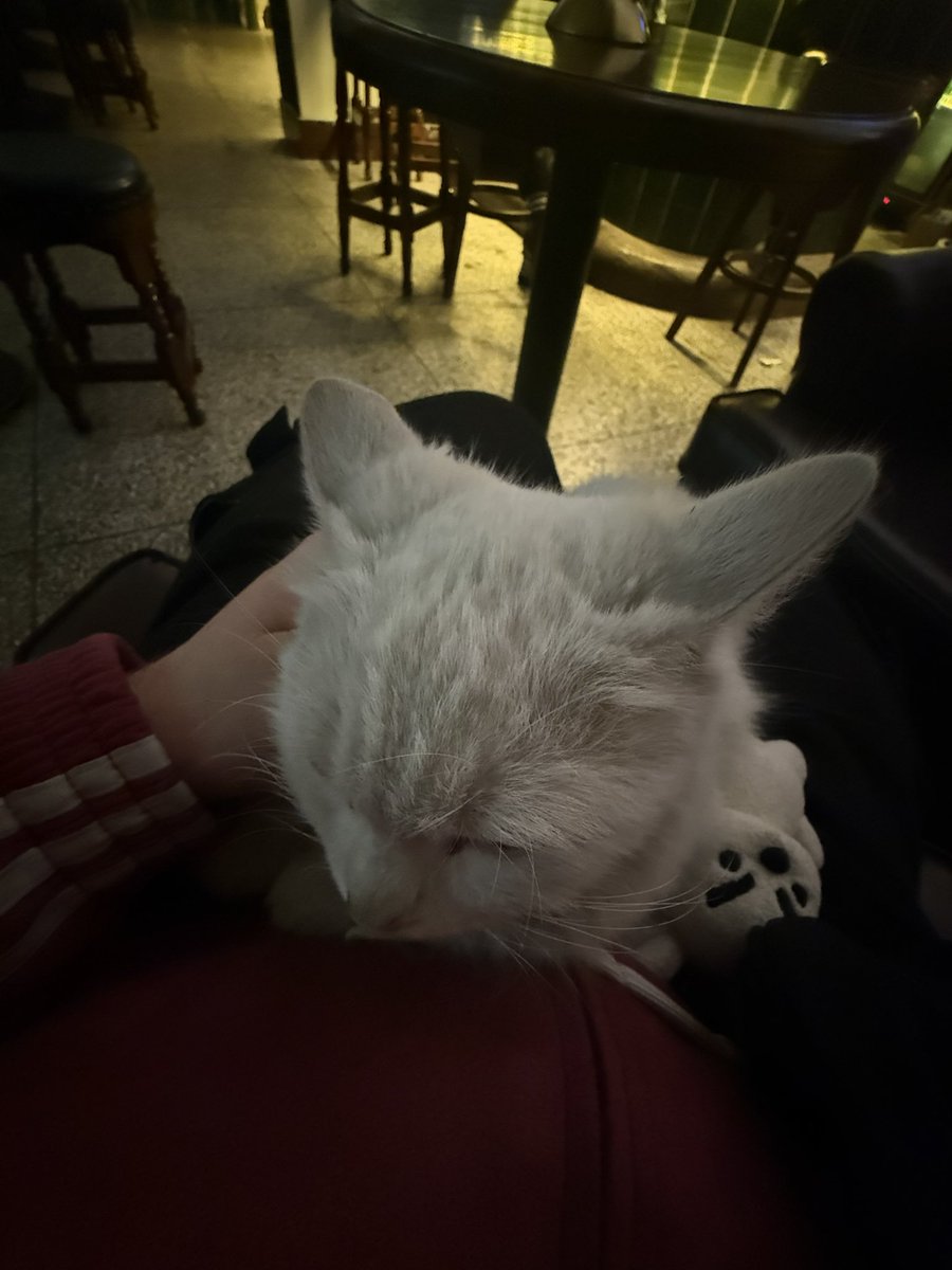 chinese cat distribution system has chosen me