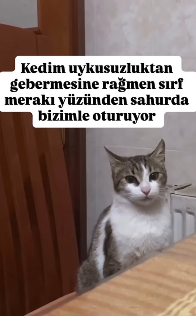 çok salak bunlar