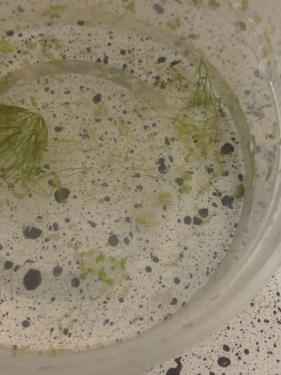 moXie 🐒🌸 Lemur Vtuber tweet media